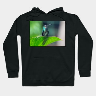 Hummingbird Hoodie